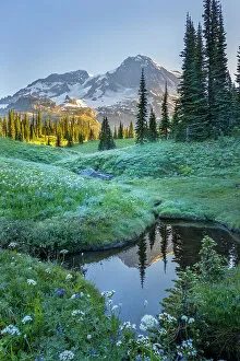 Images Dated 11th August 2016: Mt. Rainier Reflecting in Tarn at Dawn