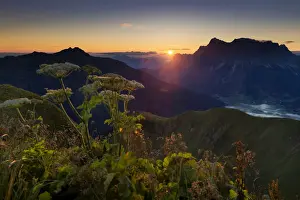Lech Valley Prints: Mt Zugspitze with Hogweed -Heracleum sphondylium- at sunrise