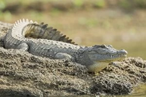 Images Dated 18th December 2012: Mugger crocodile -Crocodylus palustris-, Chambal River, Rajasthan, India