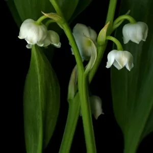 Images Dated 23rd July 2011: Muguet