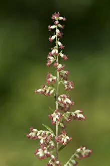 Mugwort or Common Wormwood -Artemisia vulgaris-, Geneva, Genf, Switzerland