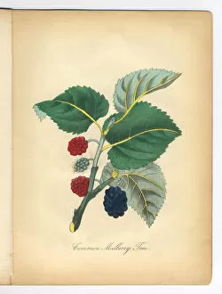 Images Dated 13th July 2015: Mulberry Tree Victorian Botanical Illustration