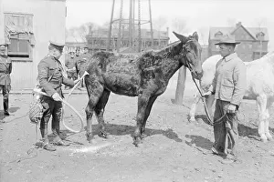 Mule Prints: Mule Being Cleaned by Electric Vacuum Cleaner