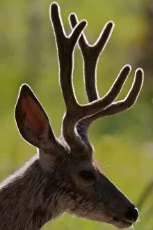 Images Dated 8th August 2010: Mule Deer Buck in Velvet Profile