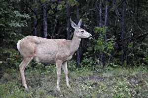 Woods Prints: Mule deer (Odocoileus hemionus)