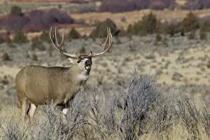 Mule deer (Odocoileus Hemionus) buck bellowing among autumn landscape