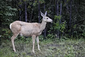 Forests Collection: Mule deer (Odocoileus hemionus), doe, Jasper National Park, Canadian Rockies, Alberta, Canada