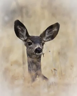 Images Dated 2nd January 2012: Mule Deer (Odocoileus hemionus) Fawn