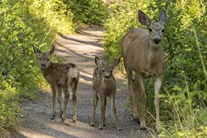 Images Dated 20th July 2017: Mule deer (Odocoileus hemionus) fawns and mother on dirt road, Glacier National Park, Montana, USA
