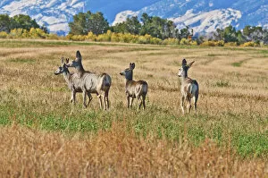 Four Animals Collection: Mule Deer (Odocoileus hemionus) along Notom Road, Utah, USA