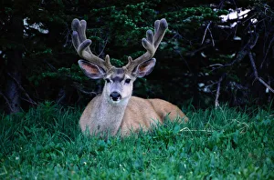 Montana Collection: Mule deer (Odocoileus hemionus) resting on grass, Montana, USA