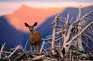 Mule deer (Odocoileus hemionus) standing by dead tree, Montana, USA