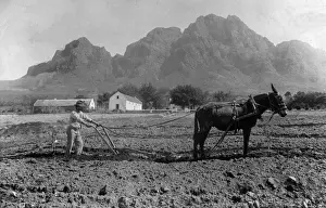 Occupations Natural Prints: Mule And Plough