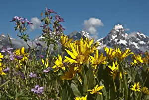Mules Ear (Wyethia) and Sticky Geranium (Geranium viscosissimum), Grand Teton National Park, Wyoming, USA