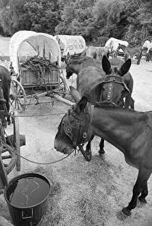 Mules Eating Hay W/Carts In Background