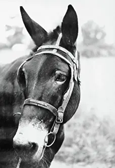 Mule Prints: Mule's Head