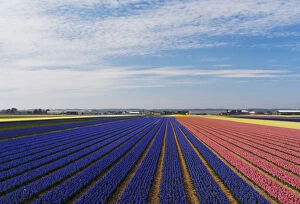 Images Dated 24th April 2013: Multicolored hyacinths (Hyacinthus) fields, Lisse, South Holland, Netherlands