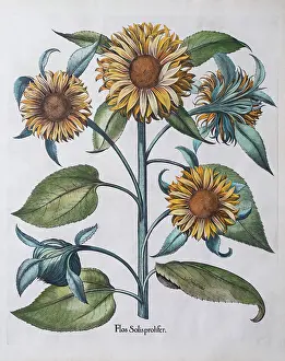 Botanical Illustration Prints: Multiflowered Sunflower (Helianthus annuus)