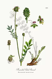 Images Dated 23rd October 2017: Muricated Salad Burnet, Poterium muricatum, Victorian Botanical Illustration, 1863