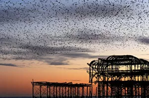 Images Dated 13th November 2017: Murmuration over the ruins of Brightons West Pier