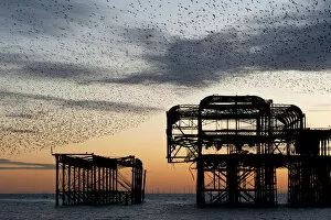Images Dated 14th November 2017: Murmuration over the ruins of Brightons West Pier