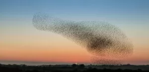 Wales Gallery: Murmuration of starling on Anglesey