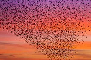Animal Behaviour Gallery: Murmuration of starlings at dusk, RSPB Reserve Minsmere, Suffolk, England