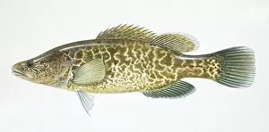 Images Dated 9th March 2006: Murray Cod, Maccullochella peeli, side view