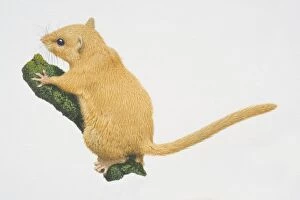 Tree Dwelling Collection: Muscardinus avellanarius, Hazel Dormouse perched on tree branch, side view