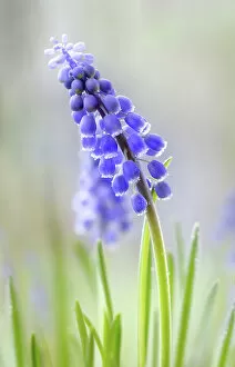 Images Dated 23rd January 2018: Muscari