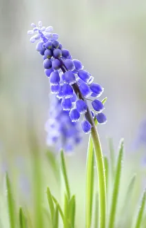 Images Dated 23rd January 2018: Muscari