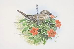 Muscicapa striata, Spotted Flycatcher, illustration of grey-brown in colour with an off-white breast
