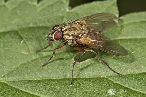 Muscid Fly -Phaonia angelicae-, Untergroeningen, Baden-Wuerttemberg, Germany, Europe