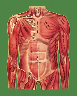 Muscle Anatomy