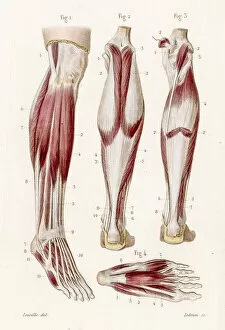 Images Dated 4th June 2017: Muscle leg and foot anatomy engraving 1886
