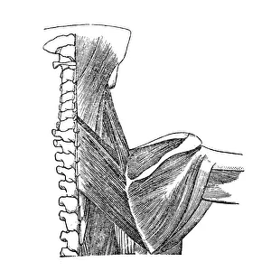 Back Gallery: Back muscles