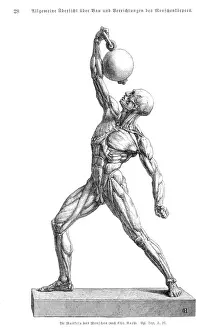 Muscles anatomy engraving 1857
