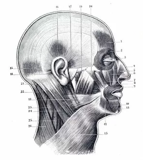 Images Dated 3rd June 2015: Muscles of the cranium and face engraving 1894