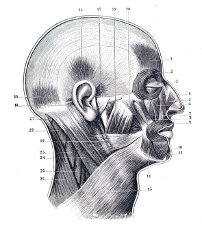 Muscles of the cranium and face engraving 1894