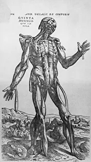 The Muscular System