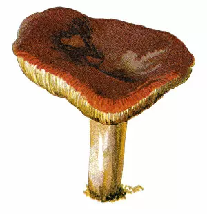Images Dated 19th December 2017: mushroom