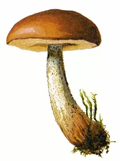 Images Dated 19th December 2017: mushroom