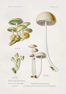 Mushroom 1891