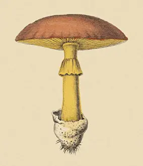 Prints of A Curated Collection of Warm Elegance: Mushroom