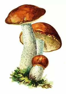 Images Dated 1st November 2017: mushroom Boletus
