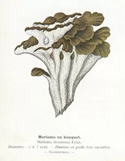 Images Dated 29th January 2018: Mushroom Bouquet engraving 1895