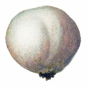 Images Dated 3rd November 2017: mushroom brown puffball, black bovist