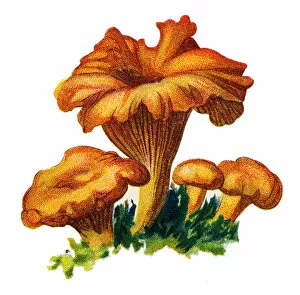 Images Dated 1st November 2017: mushroom Chanterelle