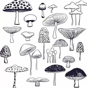 Images Dated 20th February 2018: Mushroom collection