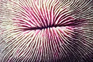 Mushroom coral (Fungia fungites), close-up